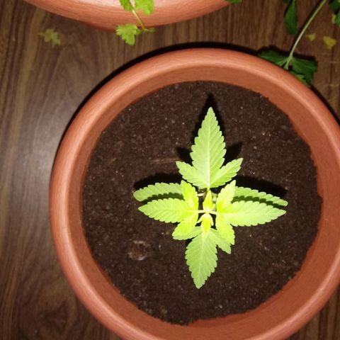 Unknown strain growlog timeline photo