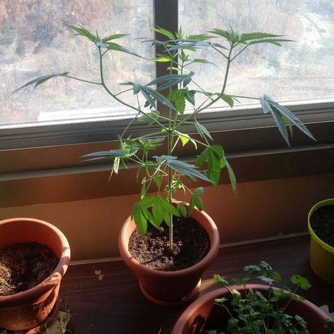 Unknown strain growlog timeline photo