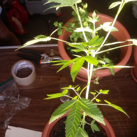 Unknown strain growlog timeline photo