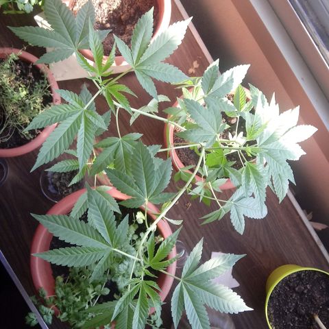 Unknown strain growlog timeline photo