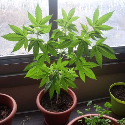 Unknown strain growlog timeline photo