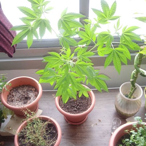Unknown strain growlog timeline photo