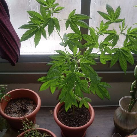Unknown strain growlog timeline photo