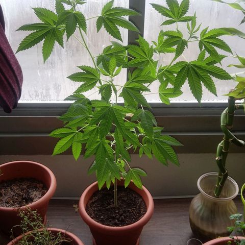 Unknown strain growlog timeline photo
