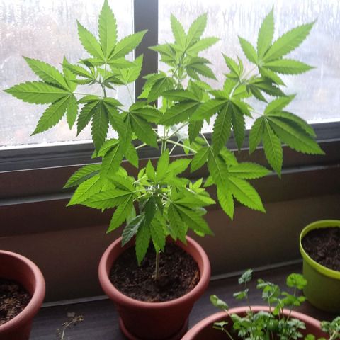 Unknown strain growlog timeline photo