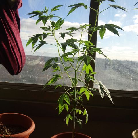 Unknown strain growlog timeline photo