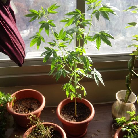 Unknown strain growlog timeline photo