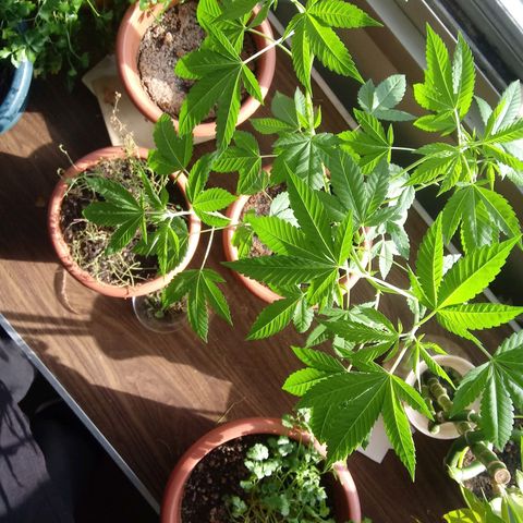 Unknown strain growlog timeline photo