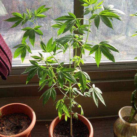 Unknown strain growlog timeline photo
