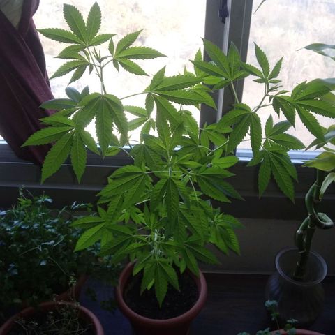Unknown strain growlog timeline photo