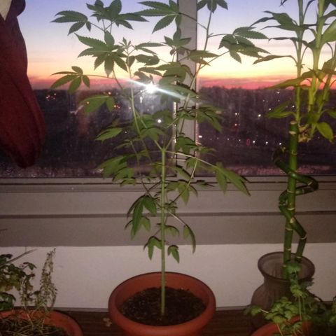 Unknown strain growlog timeline photo