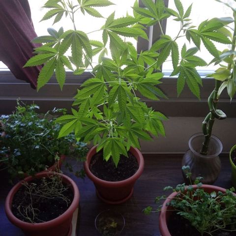 Unknown strain growlog timeline photo