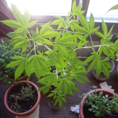 Unknown strain growlog timeline photo