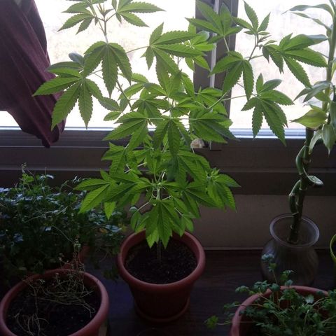 Unknown strain growlog timeline photo