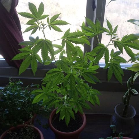 Unknown strain growlog timeline photo