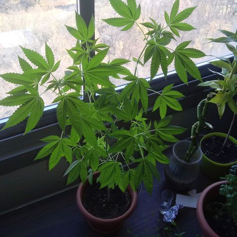 Unknown strain growlog timeline photo