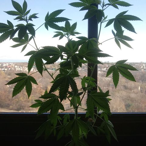 Unknown strain growlog timeline photo
