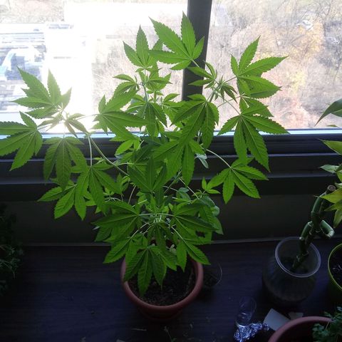 Unknown strain growlog timeline photo