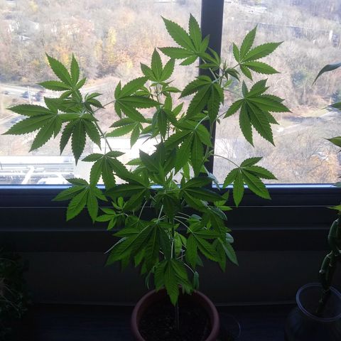 Unknown strain growlog timeline photo