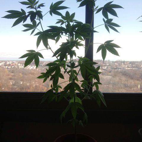 Unknown strain growlog timeline photo