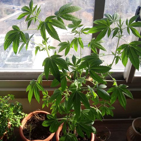 Unknown strain growlog timeline photo