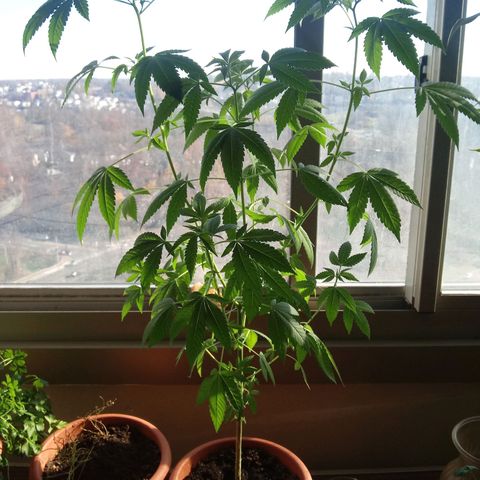 Unknown strain growlog timeline photo