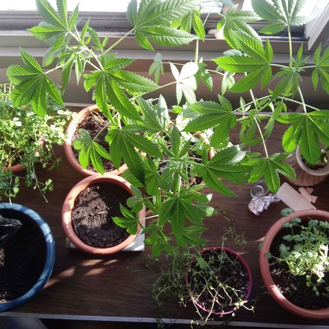 Unknown strain growlog timeline photo