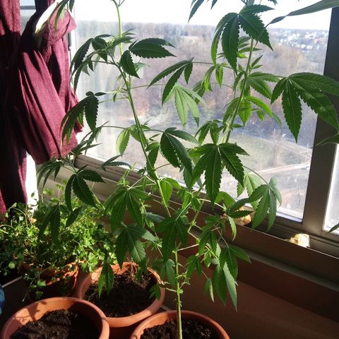 Unknown strain growlog timeline photo