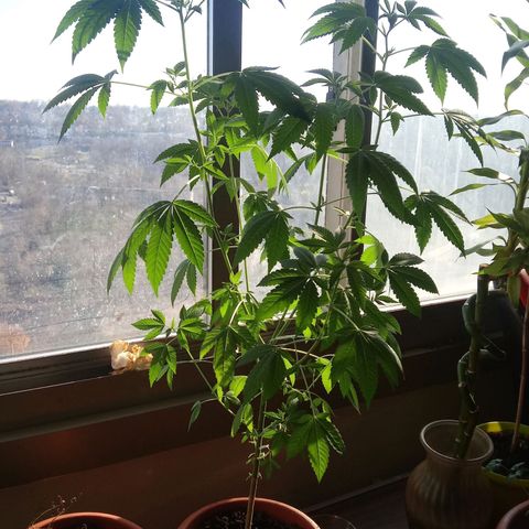 Unknown strain growlog timeline photo