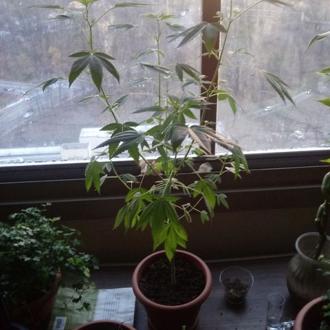 Unknown strain growlog timeline photo