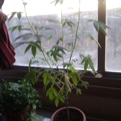 Unknown strain growlog timeline photo
