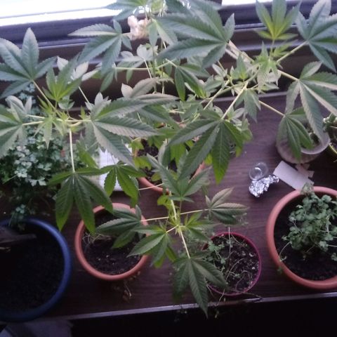 Unknown strain growlog timeline photo