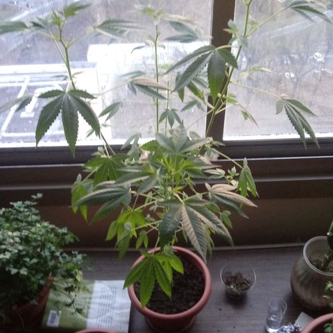 Unknown strain growlog timeline photo
