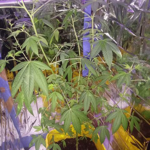 Unknown strain growlog timeline photo