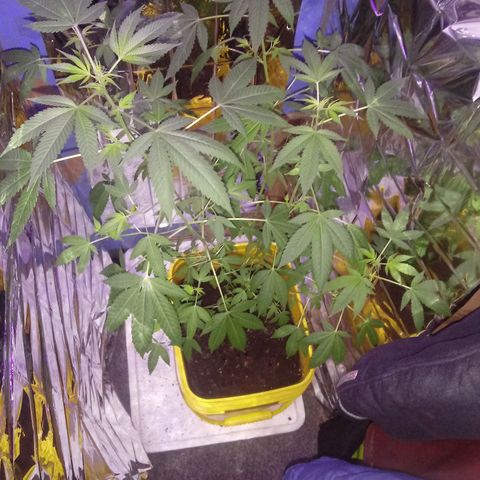 Unknown strain growlog timeline photo