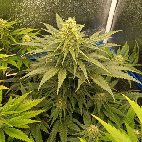 Mendocino Skunk  growlog timeline photo
