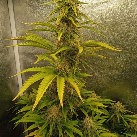 Mendocino Skunk  growlog timeline photo