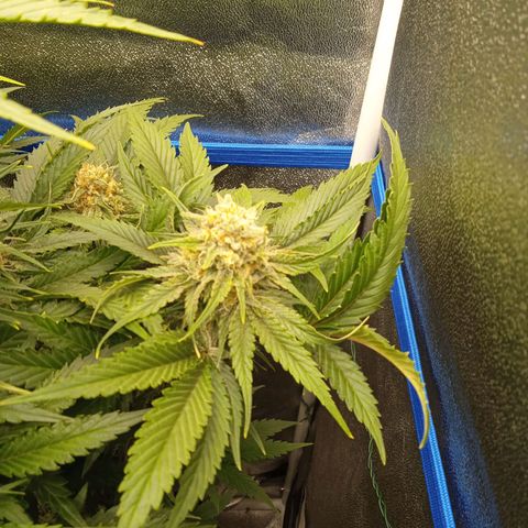 Mendocino Skunk  growlog timeline photo