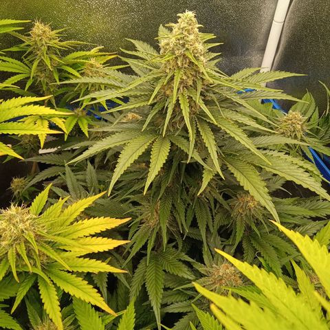 Mendocino Skunk  growlog timeline photo
