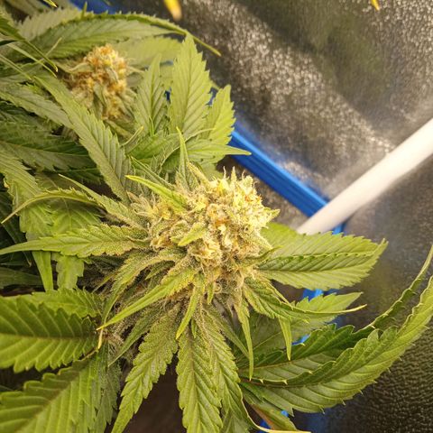 Mendocino Skunk  growlog timeline photo