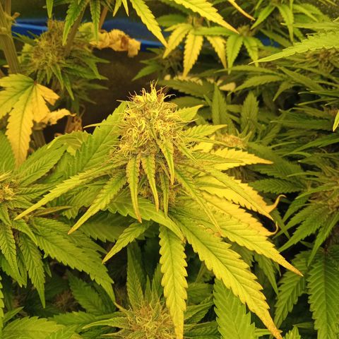 Mendocino Skunk  growlog timeline photo