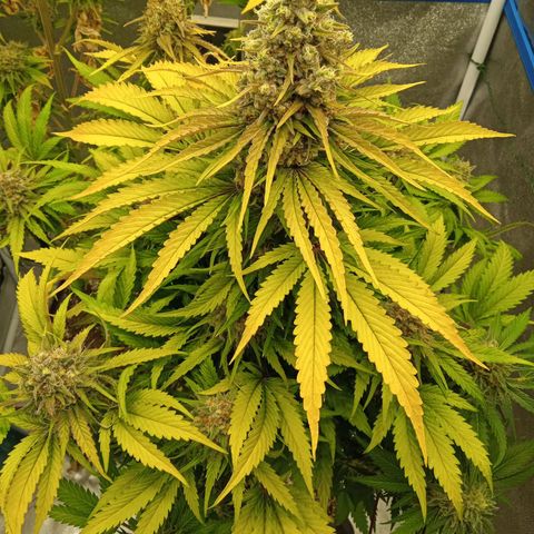 Mendocino Skunk  growlog timeline photo