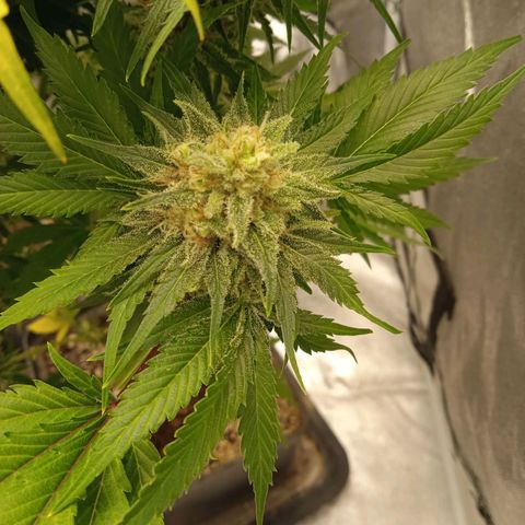 Mendocino Skunk  growlog timeline photo