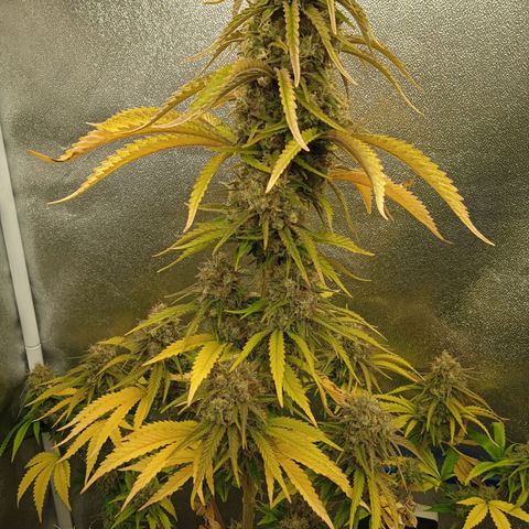 Mendocino Skunk  growlog timeline photo