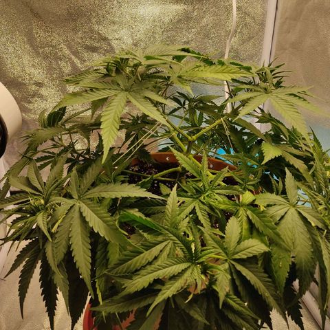 Speedy Chile growlog timeline photo
