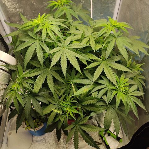 Speedy Chile growlog timeline photo