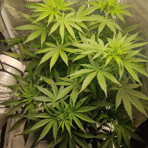 Speedy Chile growlog photo: Avant defoliation 