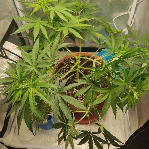 Speedy Chile growlog timeline photo