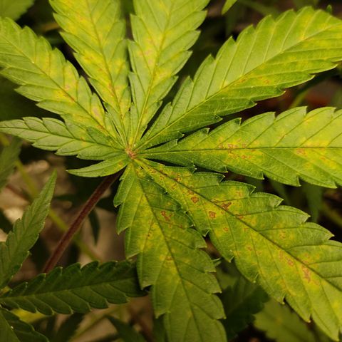 Speedy Chile growlog timeline photo