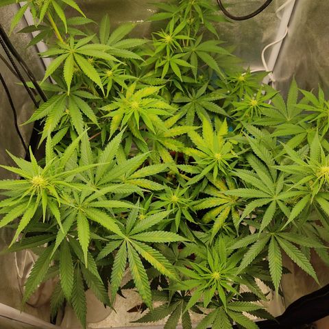 Speedy Chile growlog timeline photo
